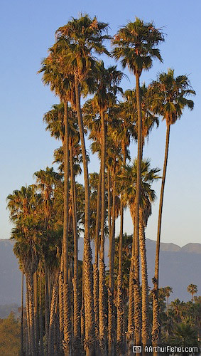 Palm Grove at Sunset