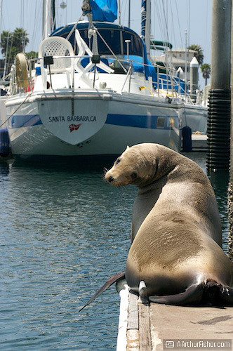 Harbor Seal Harbor Seal