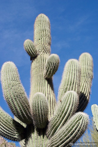 Saguaro Cactus Saguaro Cactus