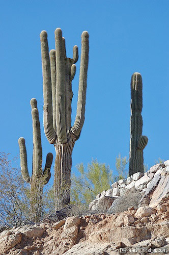 Saguaro Cactus Saguaro Cactus