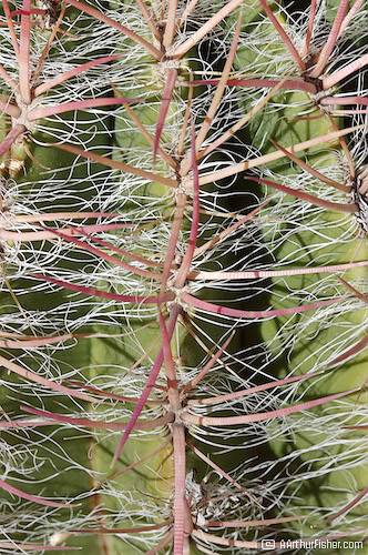 Cactus Spines Cactus Spines