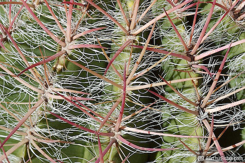 Cactus Spines Cactus Spines