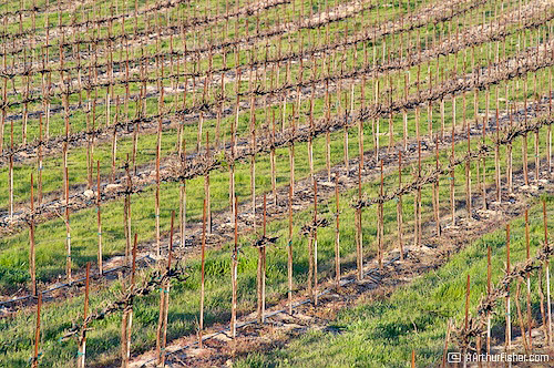 Grape Vineyard in Winter