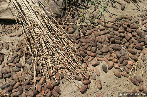 Palm Dates in Sand Palm Dates in Sand