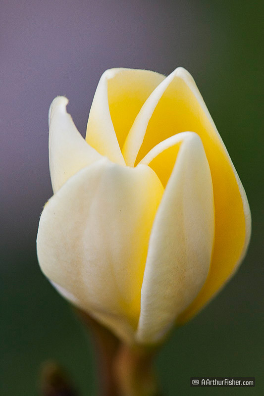 plumeria plumeria