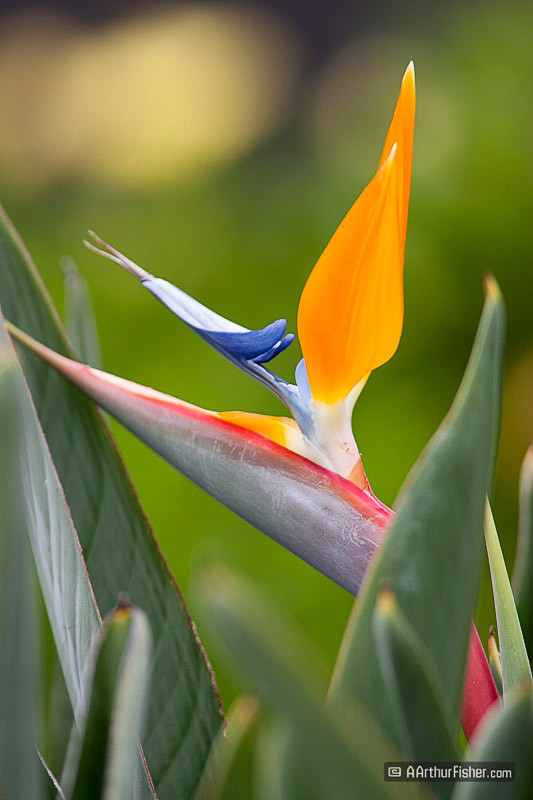 Birds of Paradise Birds of Paradise