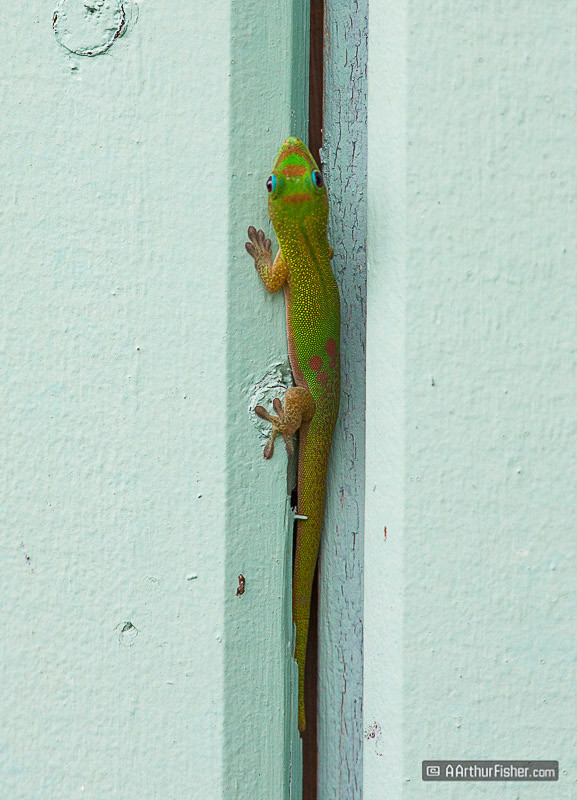 Gecko Gecko