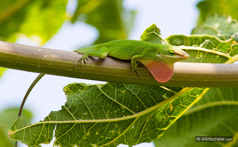 Anole Anole