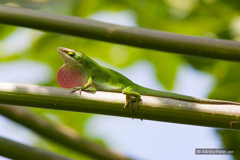 Anole Anole