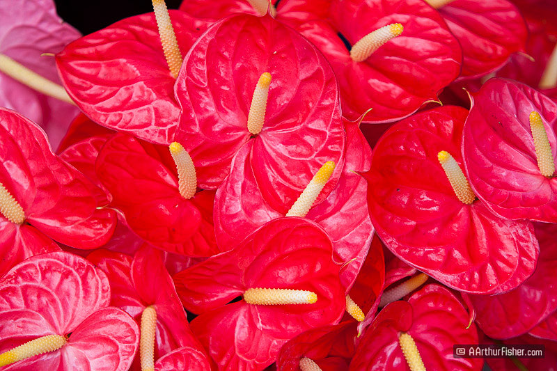 Anthurium Anthurium