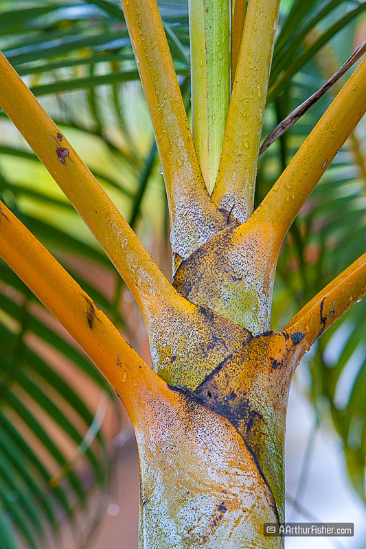 Bottle Palm Bottle Palm