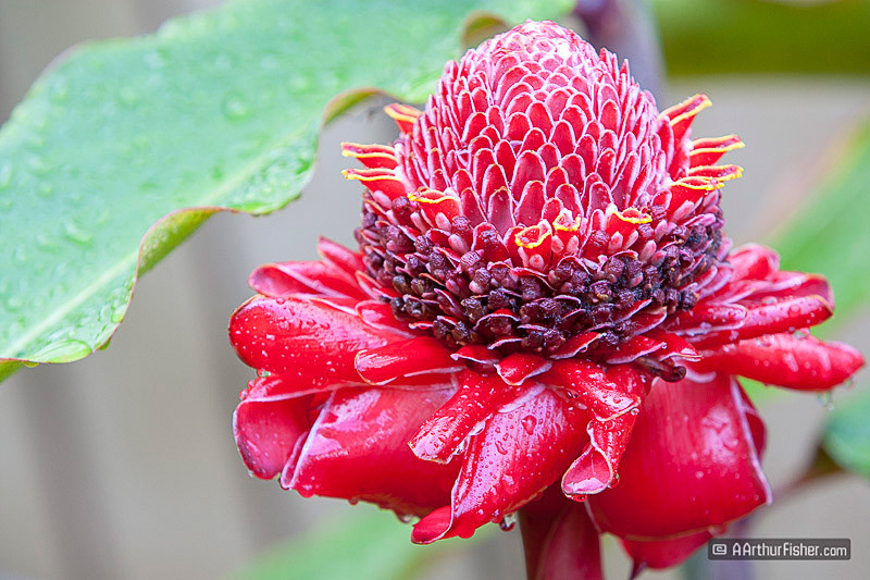 Etlingera Elatior Etlingera Elatior