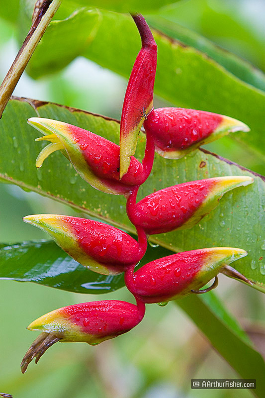 Heliconia Heliconia