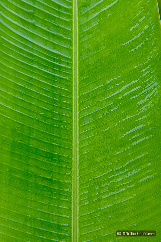 Palm Frond Palm Frond