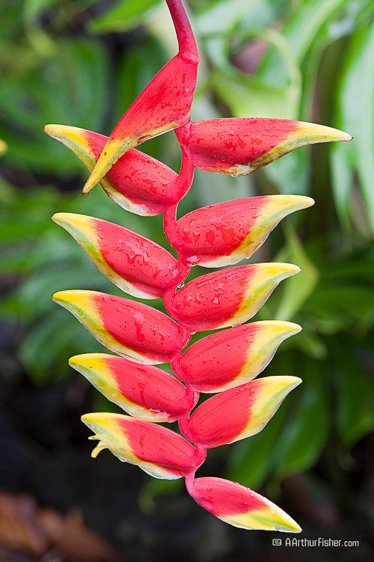 Heliconia Rostrata Heliconia Rostrata