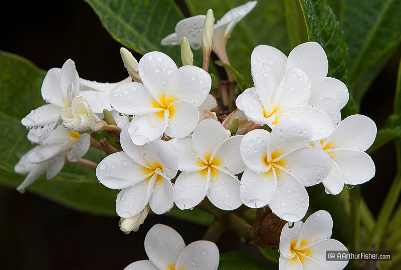 Plumeria Plumeria