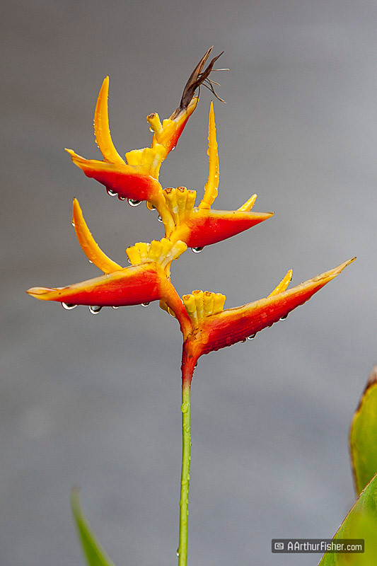 Heliconias Heliconias