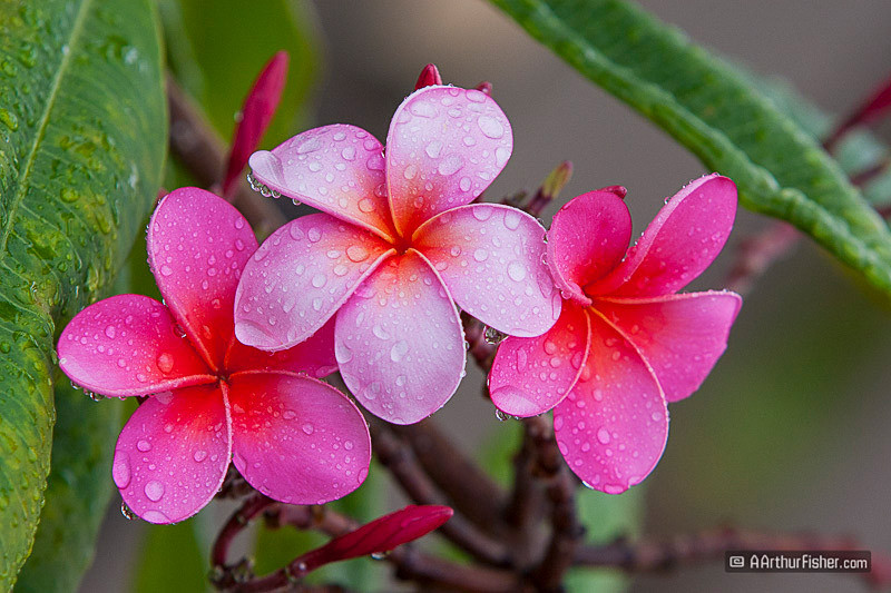 Plumeria Plumeria