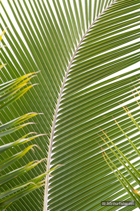 Palm Fronds Palm Fronds