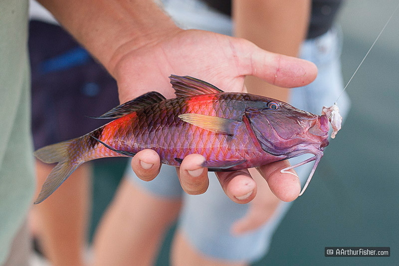 Hawaiian Hogfish Hawaiian Hogfish