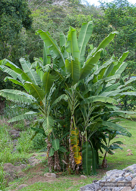 Palm Grove Palm Grove