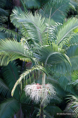 Umauma, Hawaii, King Palms
