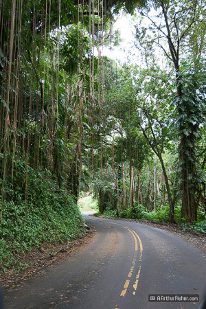 Hanging Vines, Onomea Scenic Route, Hawaii