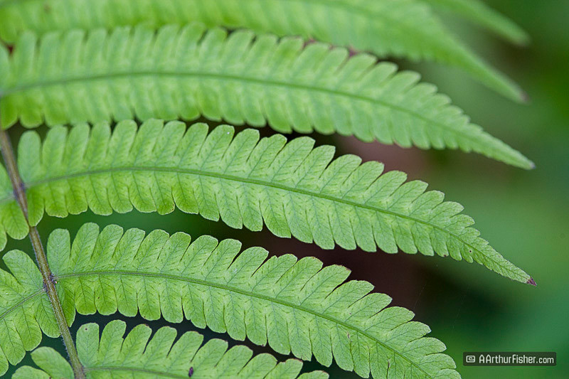 Onomea Trail, Fern Onomea Trail, Fern