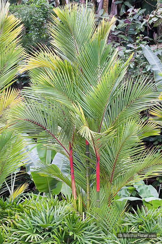 Coral Palms Coral Palms