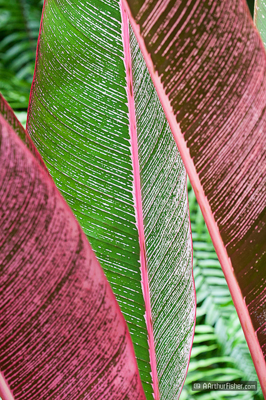 Heliconia Leaves, Pink Stripe Heliconia Leaves, Pink Stripe