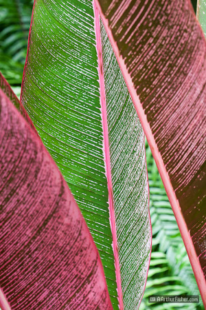 Heliconia Leaves, Pink Stripe
