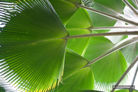 Waikuku Palm