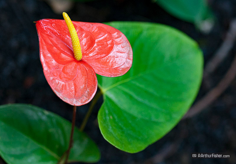 anthurium anthurium