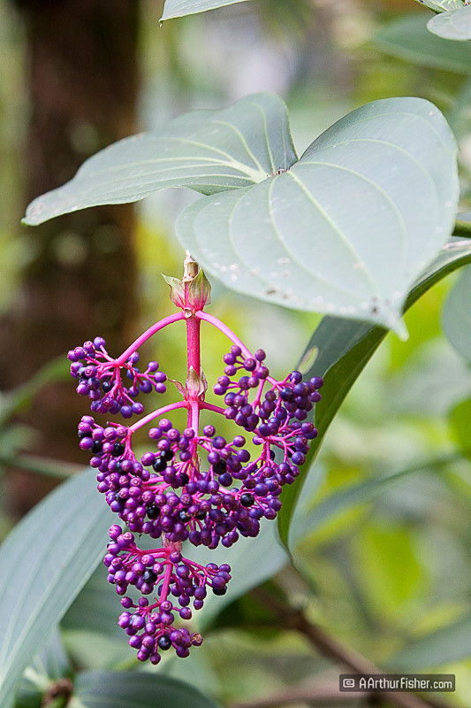 Medinilla Myriantha Medinilla Myriantha