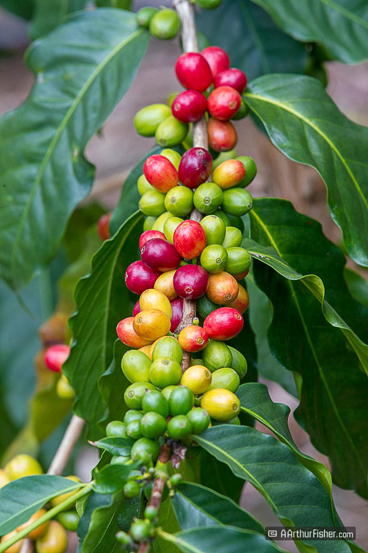Kona Coffee Kona Coffee