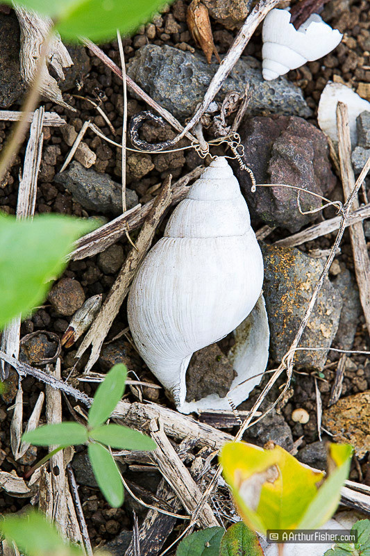 shell shell