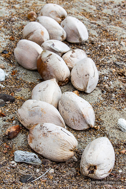 Coconuts Coconuts