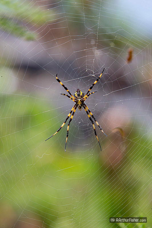 Hawaiian Garden Spider (Argiope appensa) Hawaiian Garden Spider (Argiope appensa)