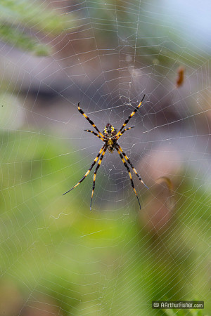 Hawaiian Garden Spider (Argiope appensa)