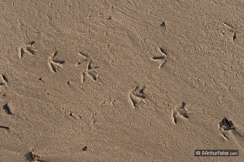AF040226 5248 AF040226 5248