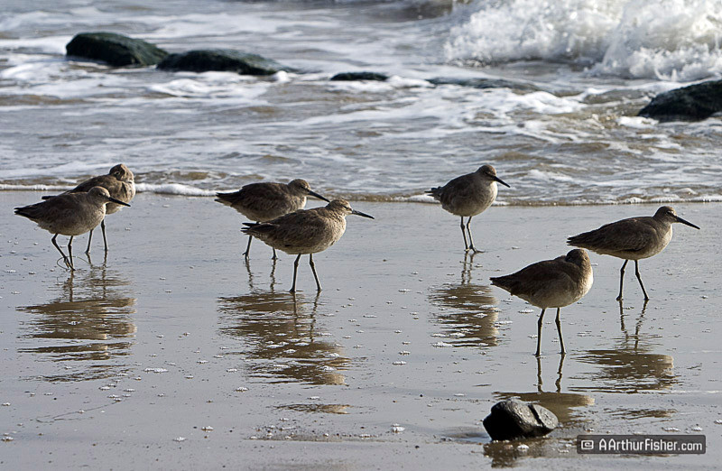 Sandpipers Sandpipers