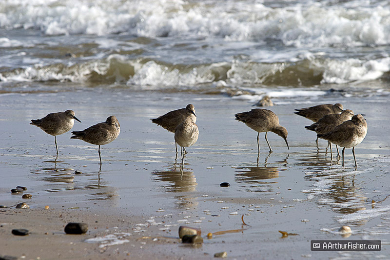 Sandpipers Sandpipers