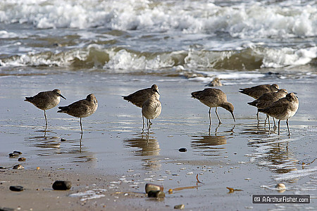 Sandpipers