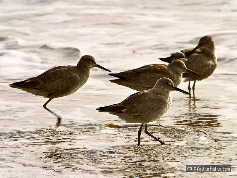 Sandpipers Sandpipers