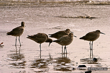 Sand Pipers, Sandpipers