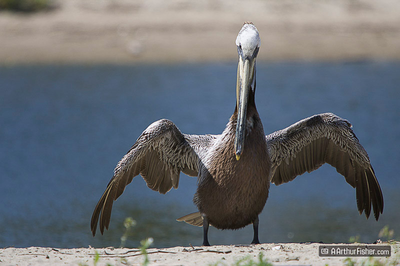 Pelican Pelican
