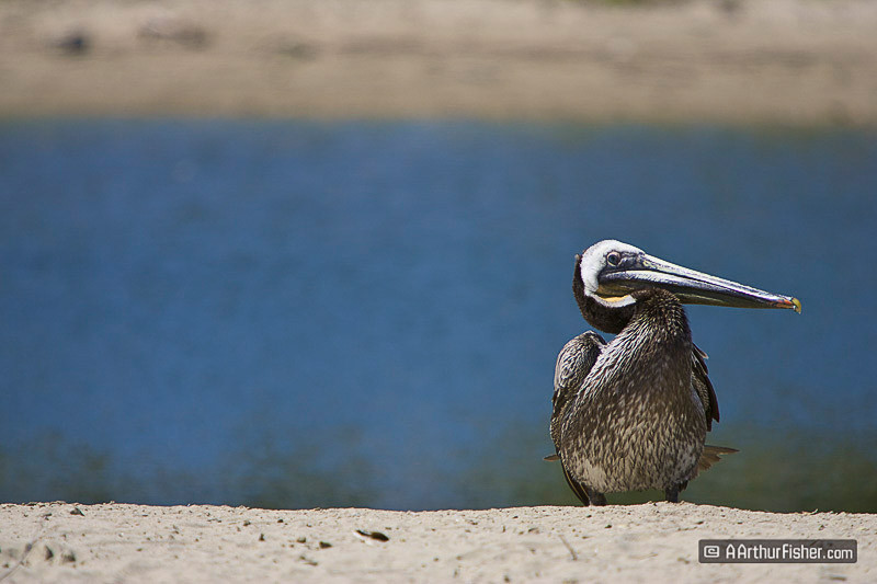 Pelican Pelican