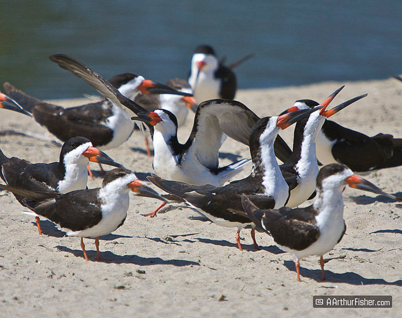 Black Skimmers Black Skimmers