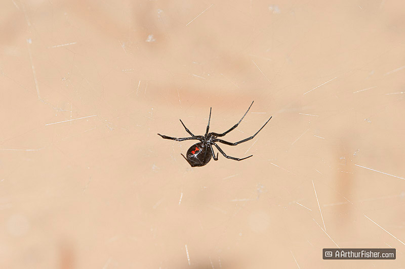 Black Widow Spider Black Widow Spider