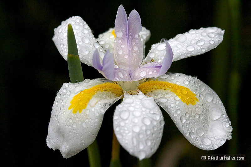 Japanese Iris Japanese Iris